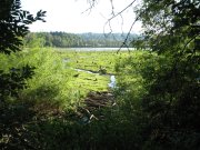 7.27.06 Oaks Bottom 014 